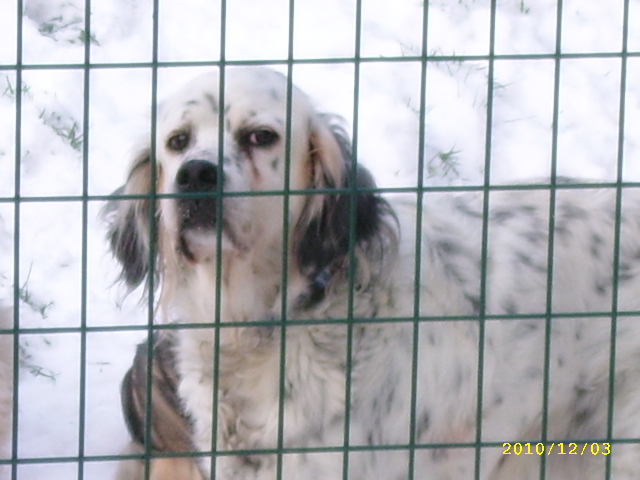 LIZON, un amour de petite Setter Anglais de 15 ans - (56) Pontivy Dec10_15