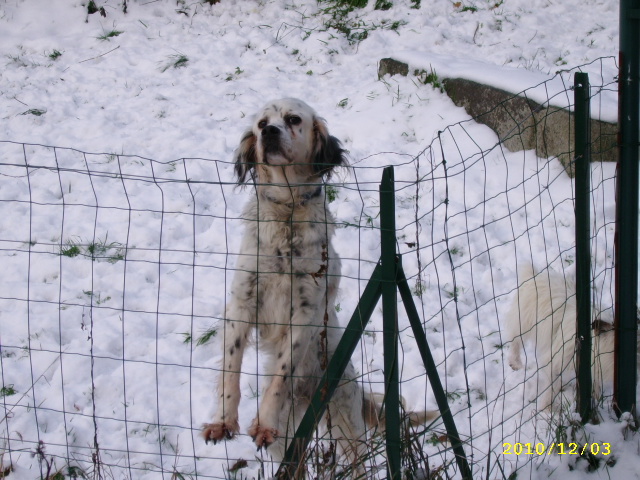 LIZON, un amour de petite Setter Anglais de 15 ans - (56) Pontivy Dec10_16