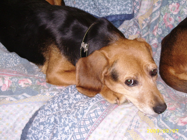 Estée - 10 ans - mignonne petite croisée Beagle / Teckel (?) Estae310