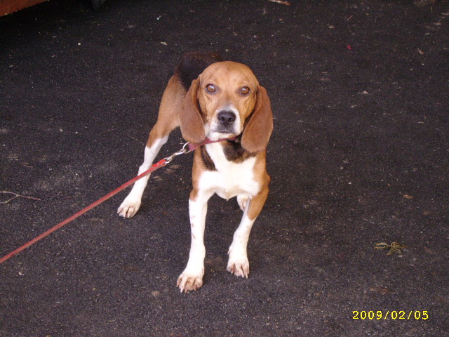 Eirin, belle beagle, environ 7 ans, douce et calme Fev09_17