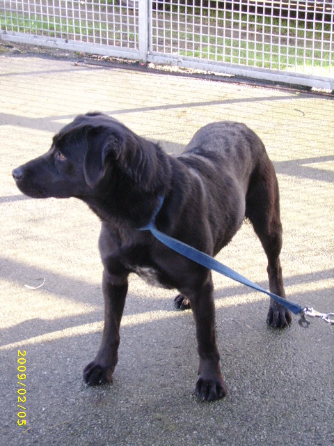 Edwina - superbe labrador noire de 7 ans - 56 PONTIVY Fev09_36