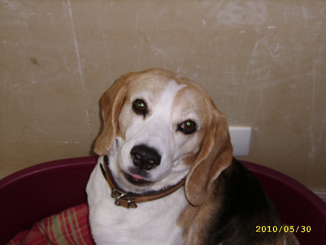 RAFIA, très jolie beagle femelle adulte, 10 ans (61) Mai_1013