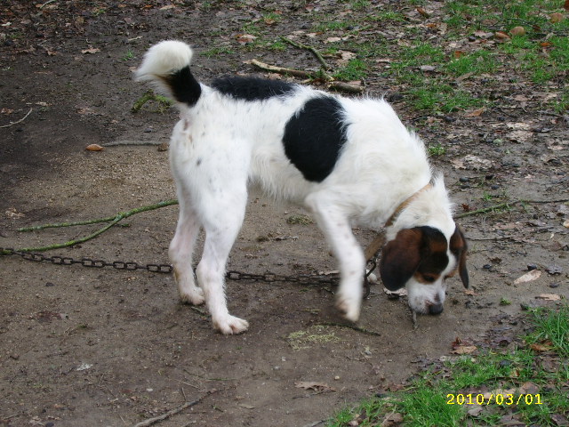 ADHOC, croisé beagle/griffon mâle, 5 ans 1/2 (56) Pdp_0019