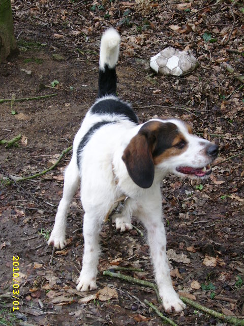 ADHOC, croisé beagle/griffon mâle, 5 ans 1/2 (56) Pdp_0021
