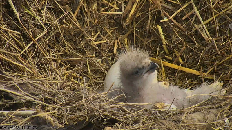 Nos webcams préférées (une fenêtre sur le monde) - Page 24 411