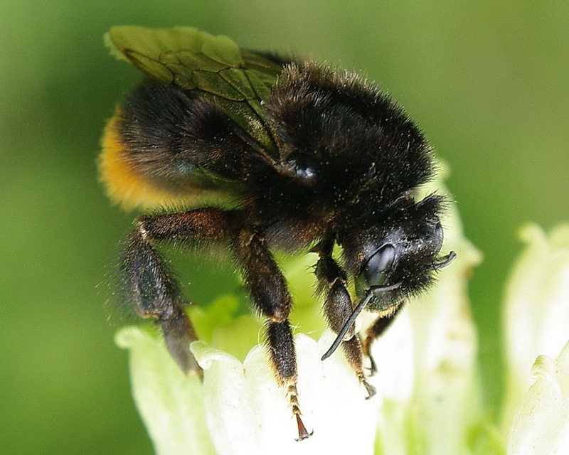 Bombus lapidarius ??? Imgp2711