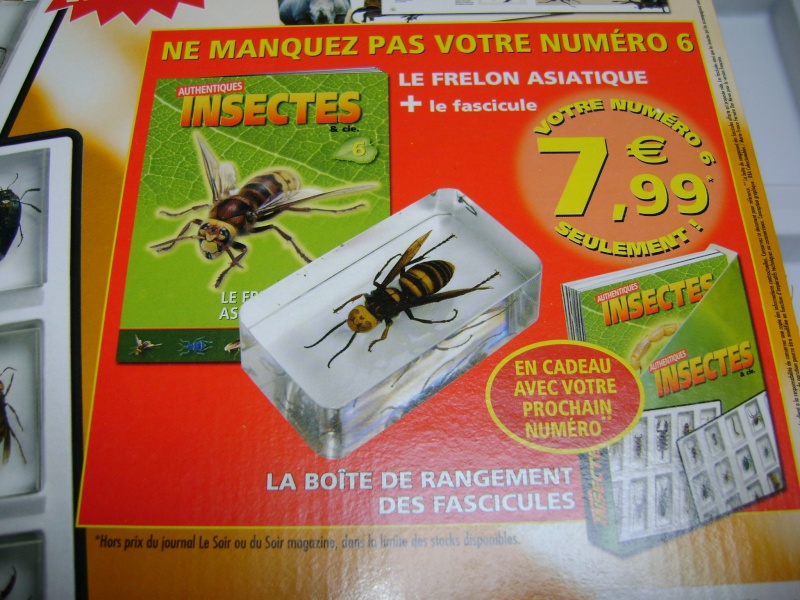 Nous faisons la collection des insectes géants et vous ? Dsc05327