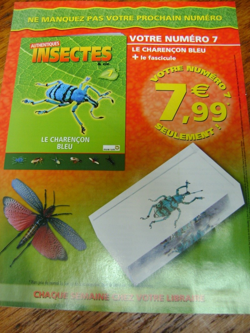 Nous faisons la collection des insectes géants et vous ? Dsc05412