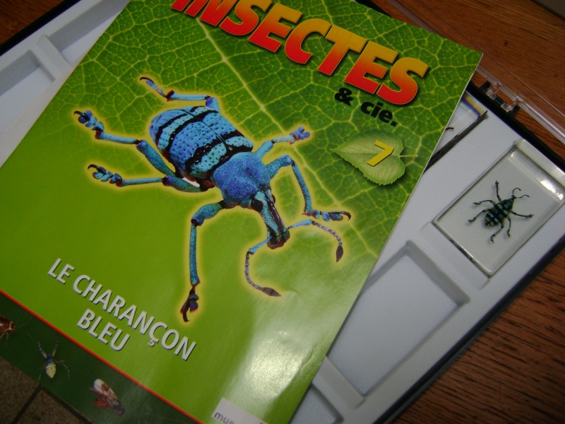 Nous faisons la collection des insectes géants et vous ? Dsc05413