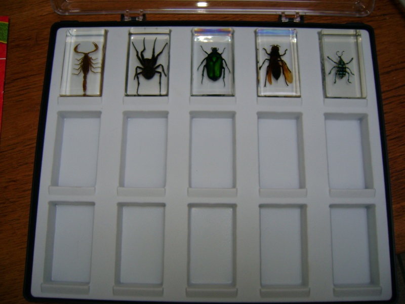 Nous faisons la collection des insectes géants et vous ? Dsc05415