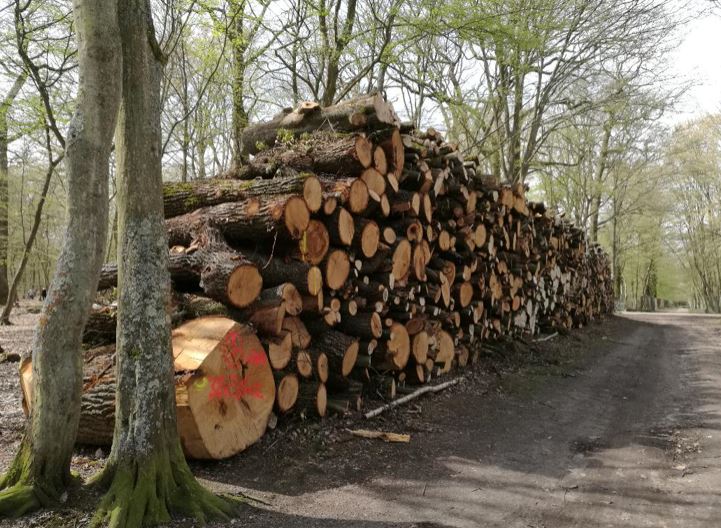 Occire Nos Forêts (ou ONF pour les initiés) 0210