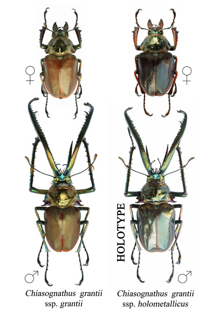 Lucanus Cervus ♀. Major/Minor Chiaso10