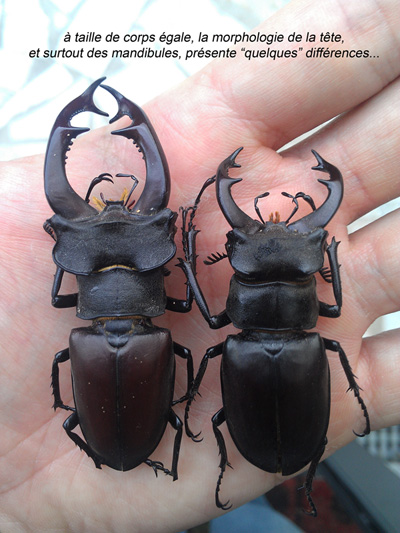 Lucanus Cervus ♀. Major/Minor Lucanu10