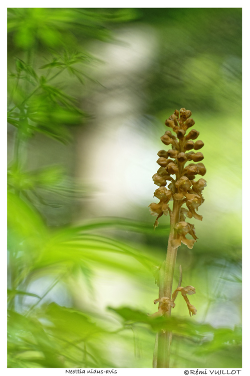 Promenons nous dans les bois... (38) le 2 juin 2018 18-06-14