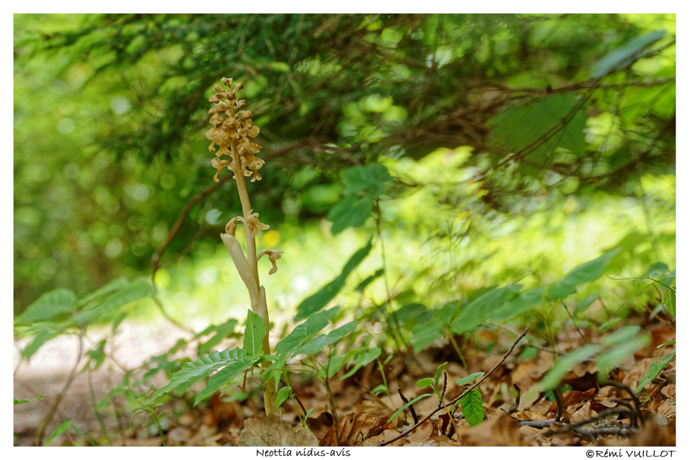 Promenons nous dans les bois... (38) le 2 juin 2018 18-06-15