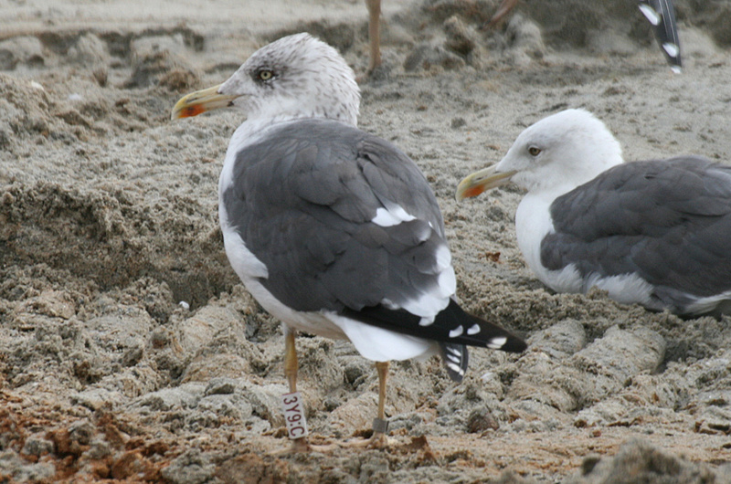 Larus fuscus - anilhas brancas - Escócia (Iain Livingstone) - Página 2 3y9c-a11