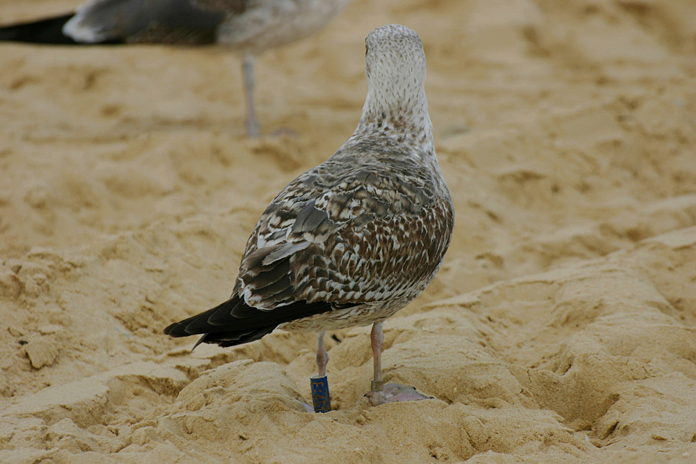 Larus fuscus - anilhas azuis - Gales (Viola Ross-Smith) F45110