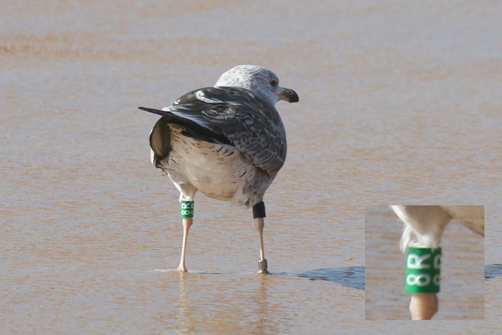 Larus fuscus - anilhas na tíbia, 2 caracteres - Holanda (Roland-Jan Buijs) - Página 5 G8r10