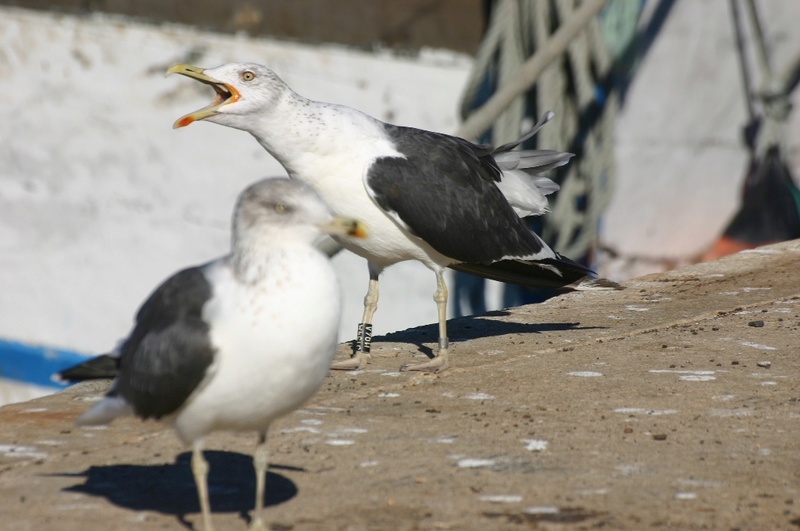 Larus fuscus - anilhas pretas - Noruega (Nils Helge Lorentzen) - Página 2 J194a-11