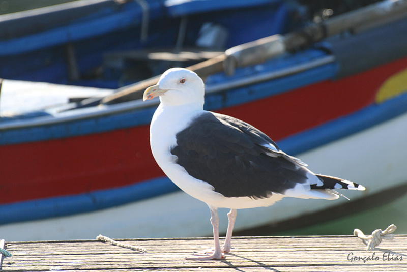 Larus marinus Lar-ma10