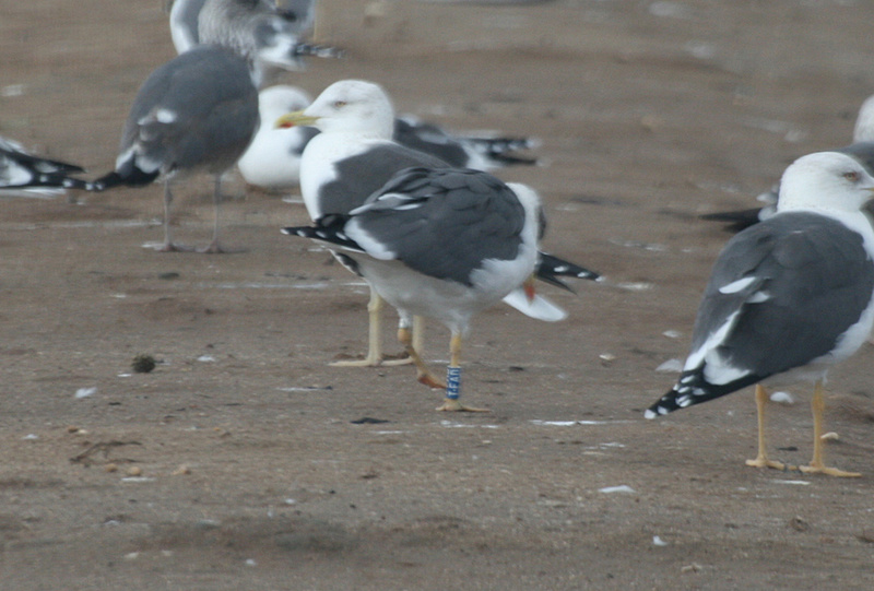 Larus fuscus - anilhas azuis - Bélgica (Eric Stienen) - Página 2 T_fad10