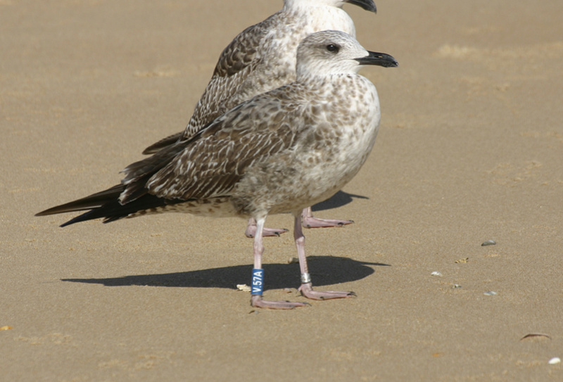 Larus fuscus - anilhas azuis - Dinamarca (Tommy Pedersen) V_57a10