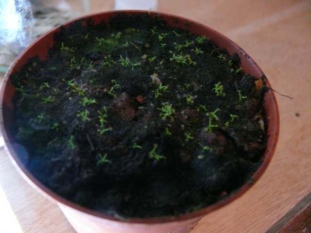 Cephalotus + semis Drosera pulchellae + bouture pinguicala P1030912