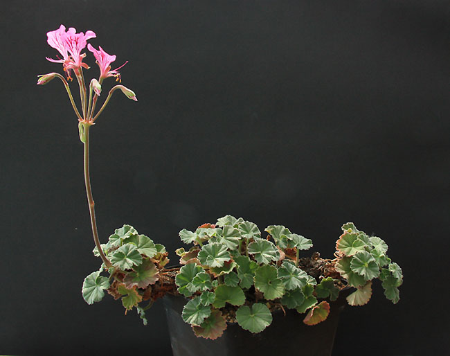 Pelargonium endlicherianum  Img_5534