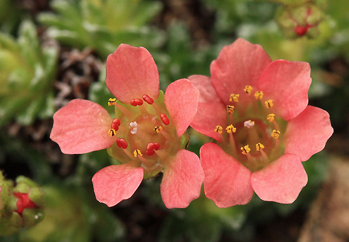 Saxifrages en 2011. - Page 2 Img_8810