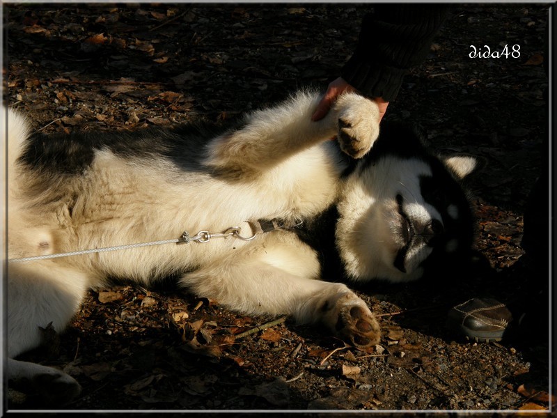 Photos course de chiens de traineaux Pa190112