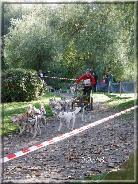 Photos course de chiens de traineaux Pa190210