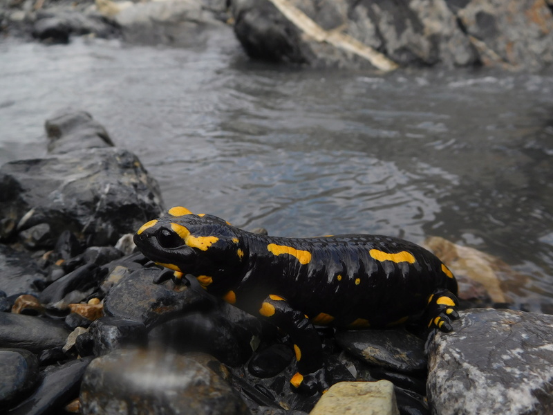 Salamandre tachetée à Péone, Alpes Maritimes  Dscn1410