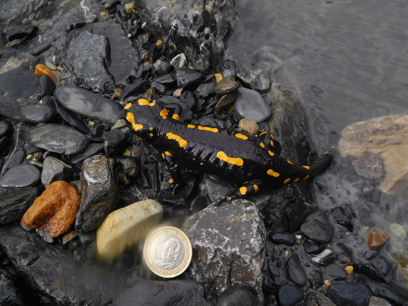 Salamandre tachetée à Péone, Alpes Maritimes  Dscn1411