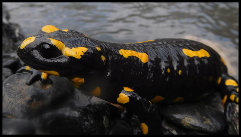 Salamandre tachetée à Péone, Alpes Maritimes  Peone010