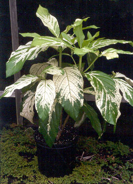 Plantes Exo Laurie15