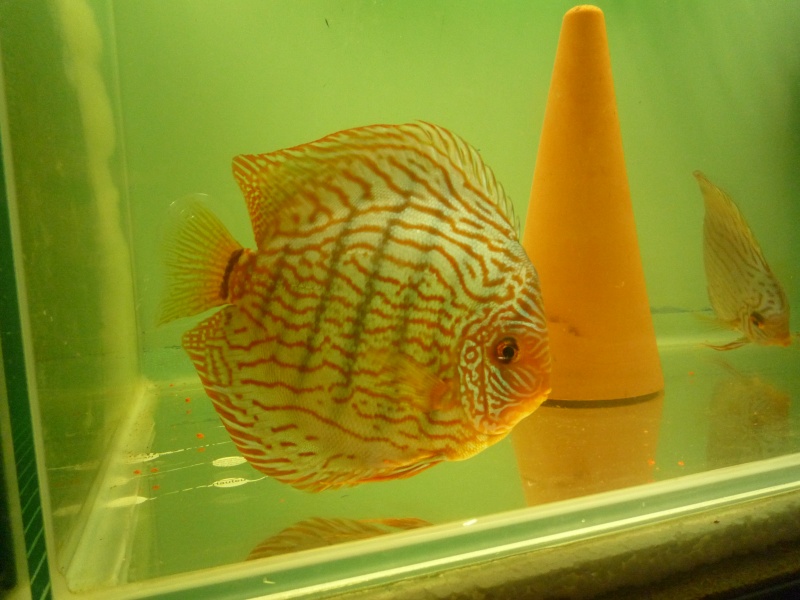 Repro discus Prapar10