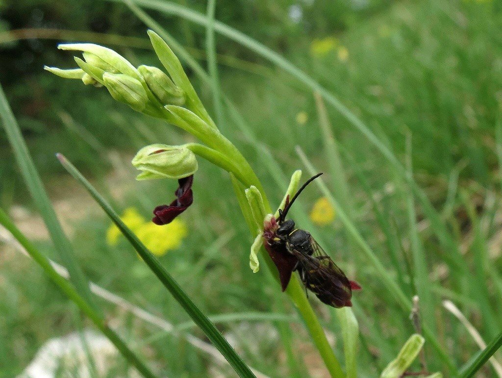 Quand la Guêpe prends la Mouche ! Insect12