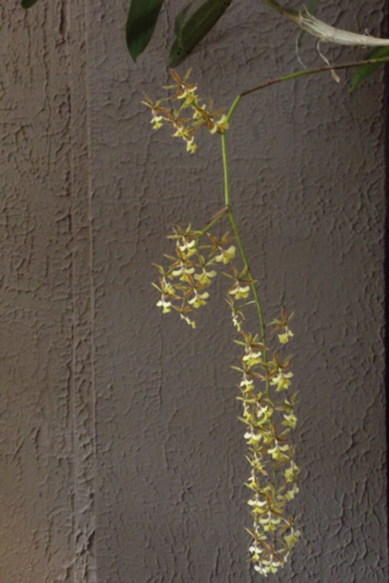 Epidendrum stamfordianum Dscf7810