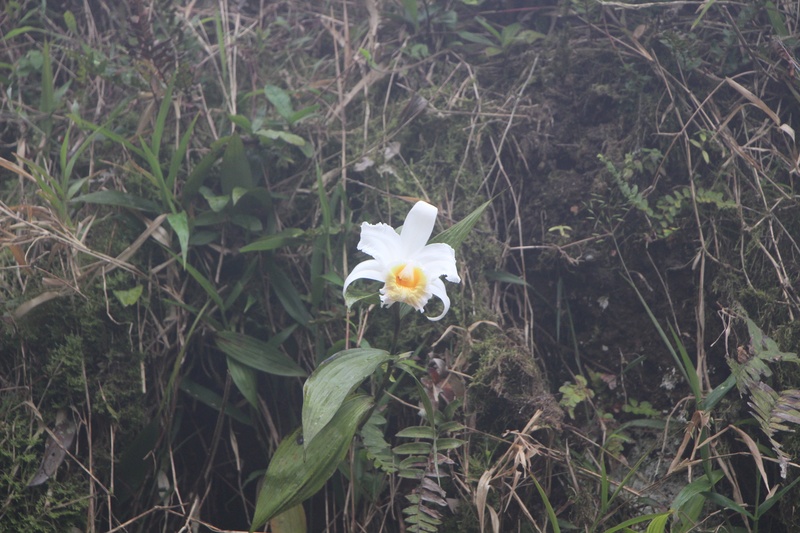 Orchidées vu au Costa Rica Avril 2018 Img_2610