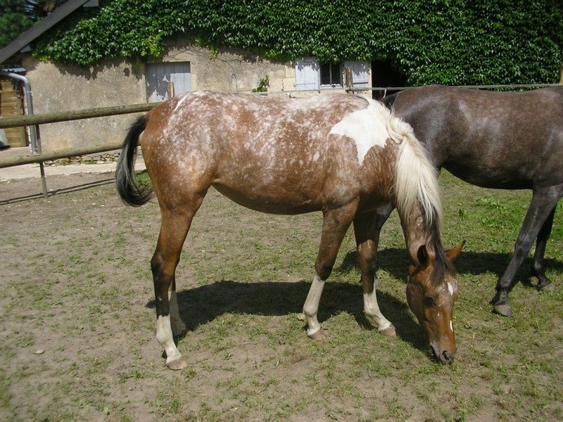 La licorne à tâches :) 52842510