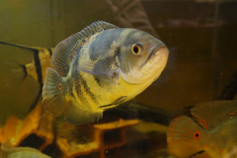 Astronotus cf ocellatus Orinoco sauvage Dsc01117