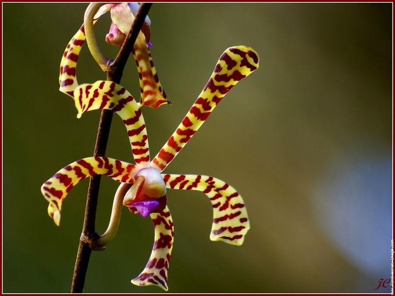 Besoin d'aide pour une orchidée exotique Orchid12