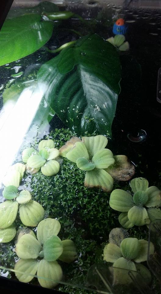 cryptocoryne wendti verte qui pourri sur place Pistia10