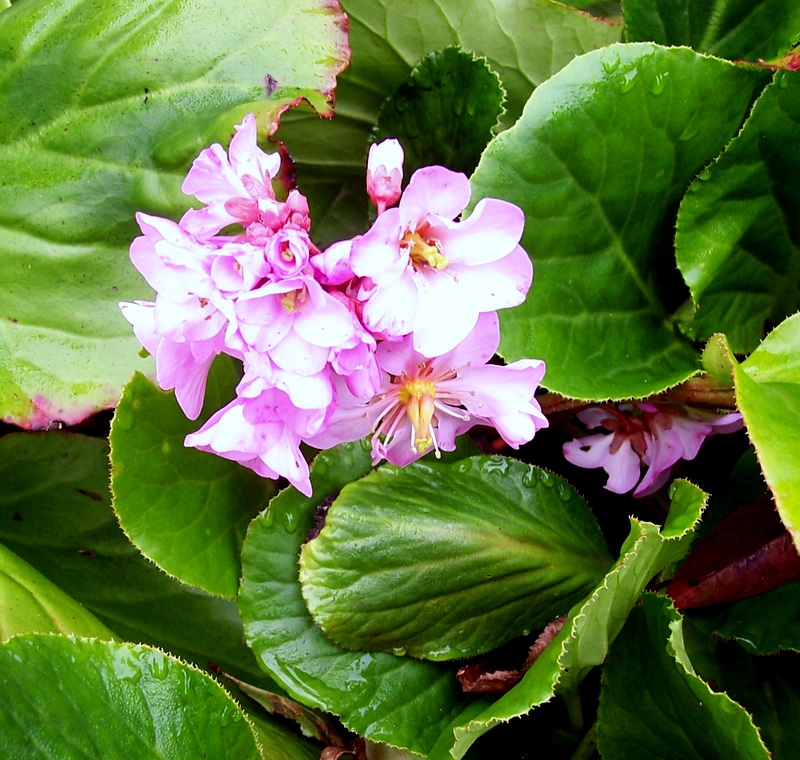 jardin 2018 !! 002_310