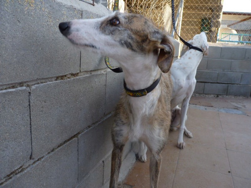 Aisha tendre et douce galga Adoptée Aisha_10