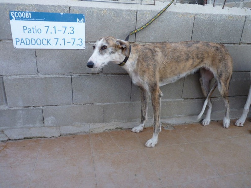 Aisha tendre et douce galga Adoptée Aisha_11