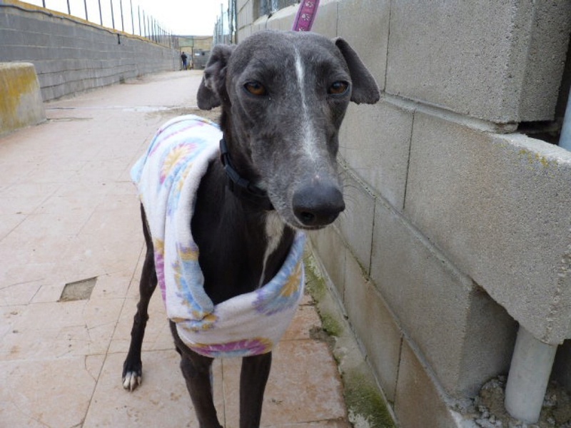 Ana petite galga de 59cm Adoptée  Ana_210