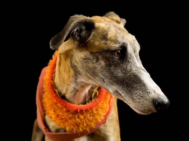 Espartaco, galgo bringé 3 ans Espart10