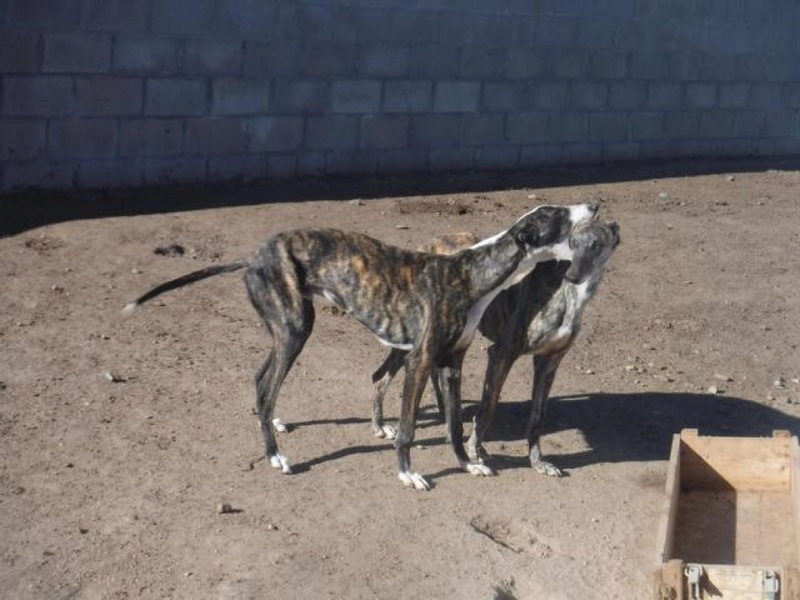 hertz galgo calme et affectueux  Adoptés Hertz10