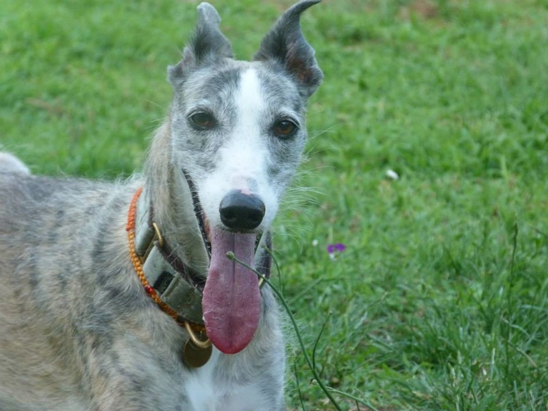 Aisha tendre et douce galga Adoptée Nana_210